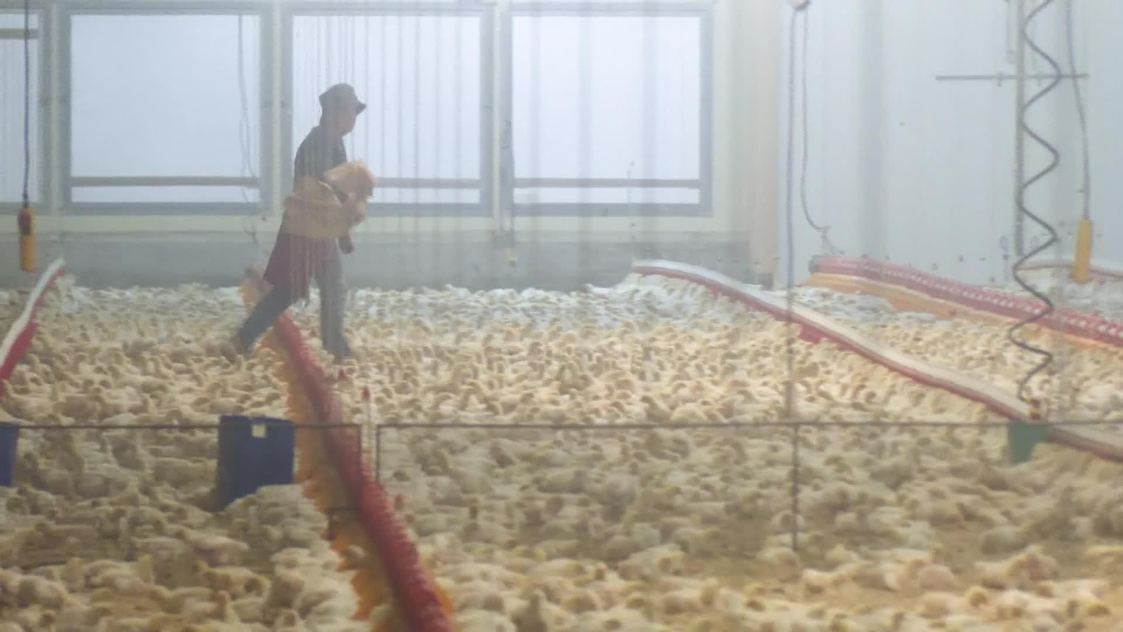 J055-EDI CONFINAMIENTO TOTAL GALLINAS