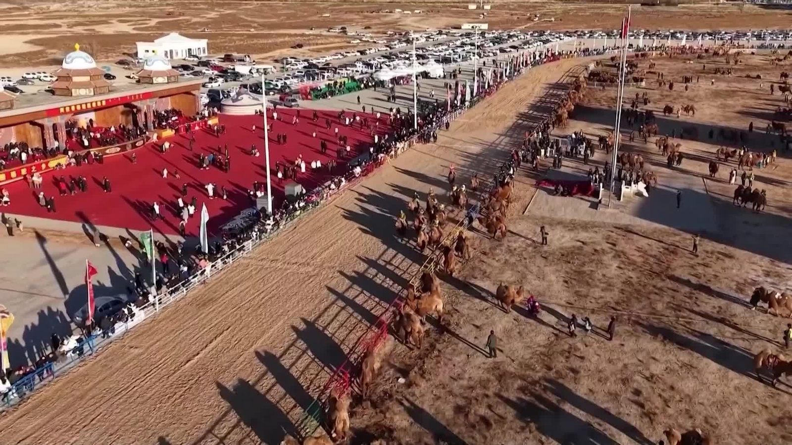 D009-MONGOLIA CARRERA DE CAMELLOS