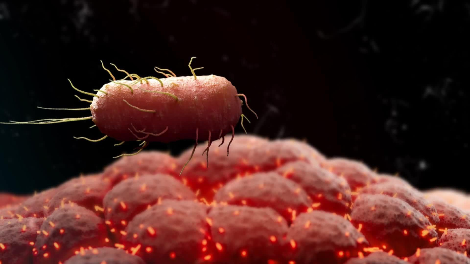web resistencia microbiotica
