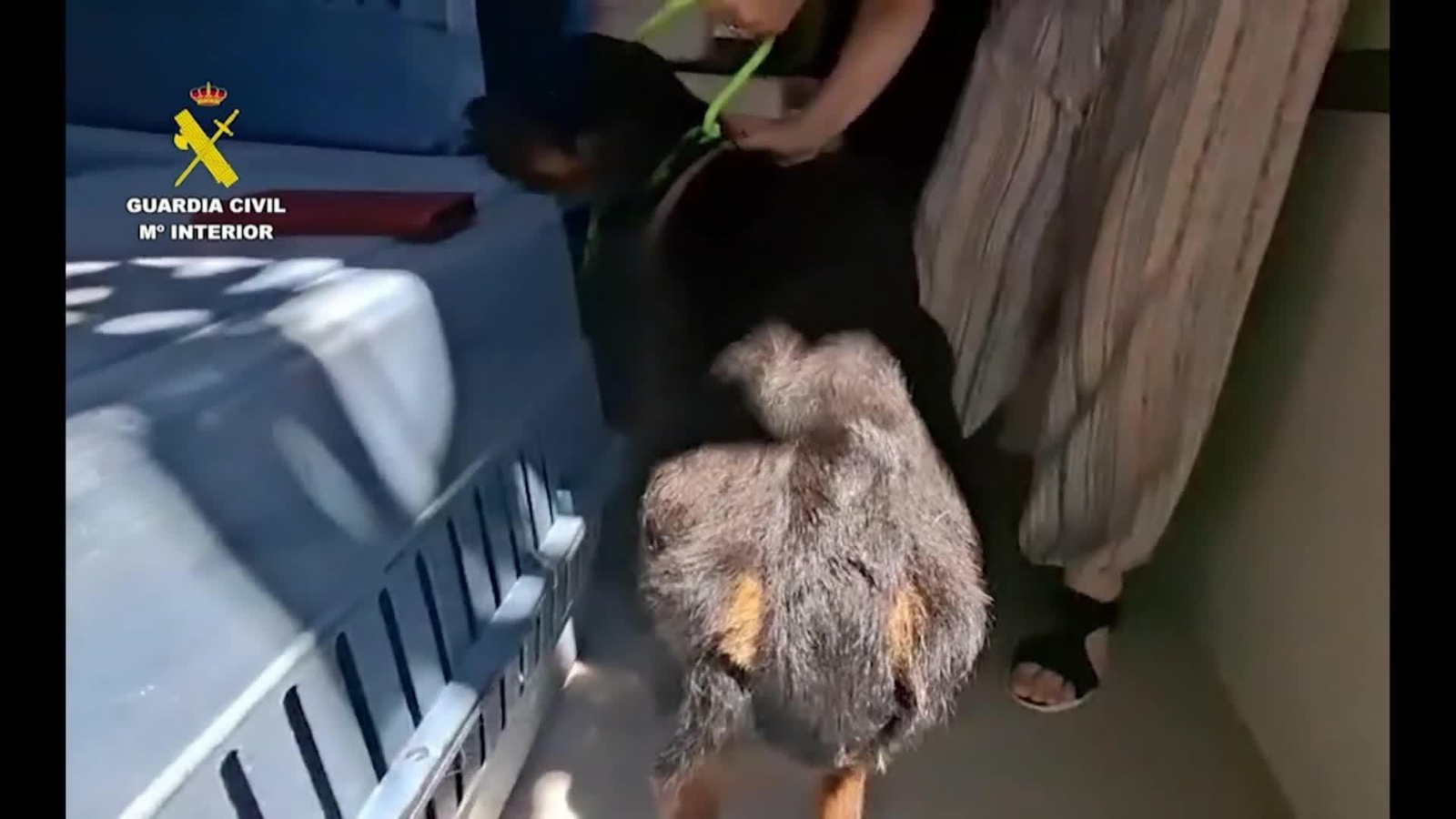 va gcivil maltrato animal