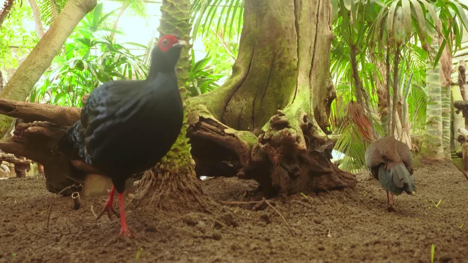 ¿DE DÓNDE SACAN LOS ZOOS LOS ANIMALES ?