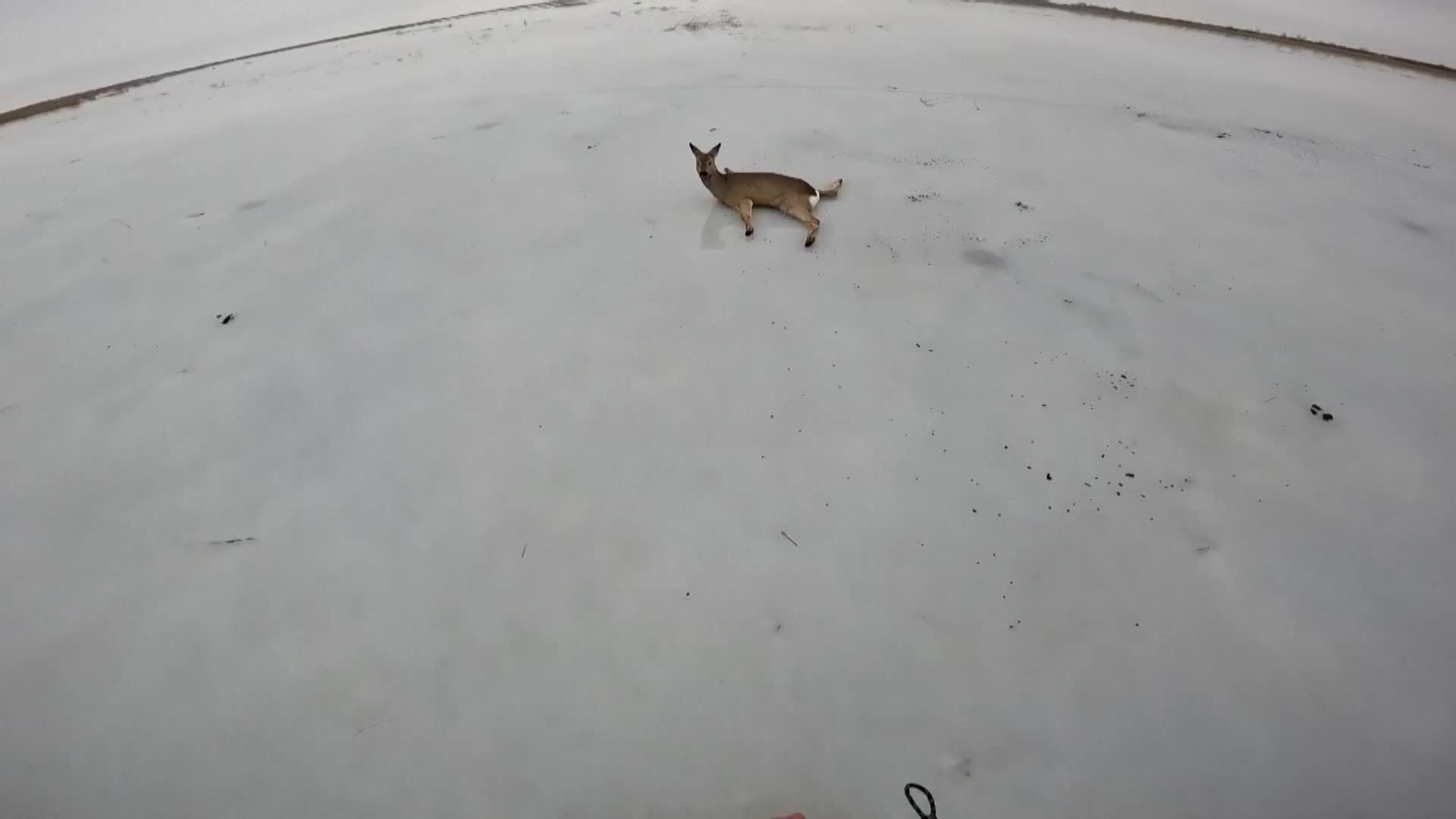 va corzos rescate siberia