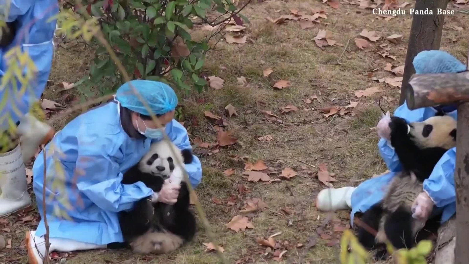 J005-CHINA NUEVO AÑO PARA OSOS PANDA