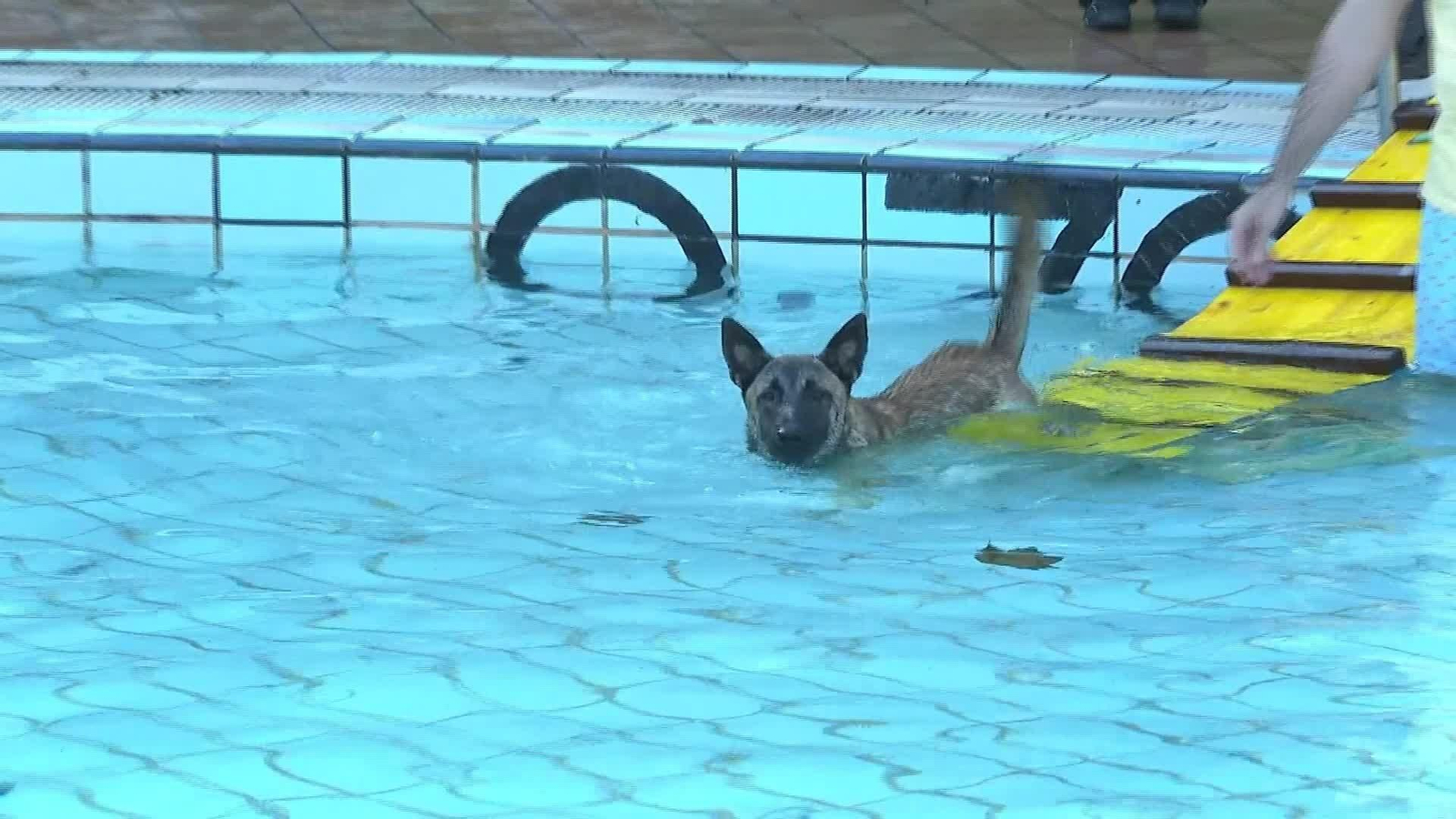 S020-GUIPUZCOA CIERRE PISCINAS MASCOTAS CHAPUZON EIBAR