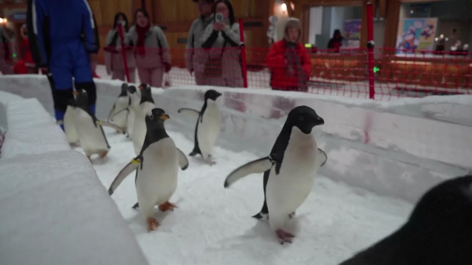 va desfile de pingüinos en parque de hielo