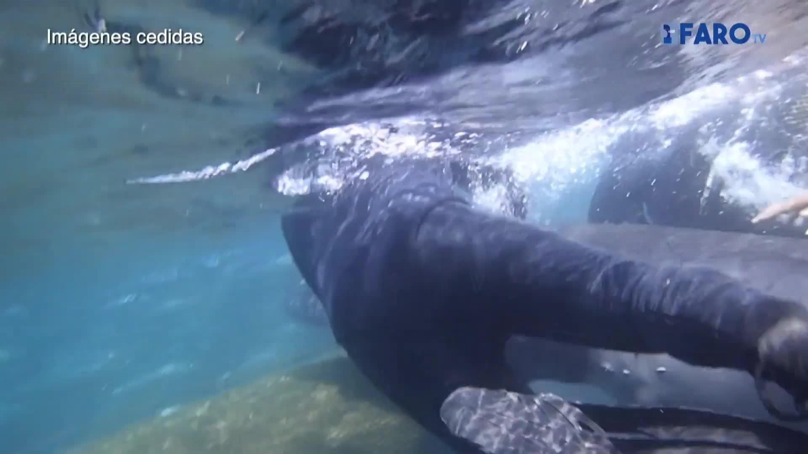 va ballena varada