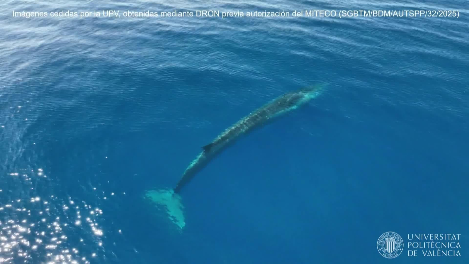 web paso ballenas por denia