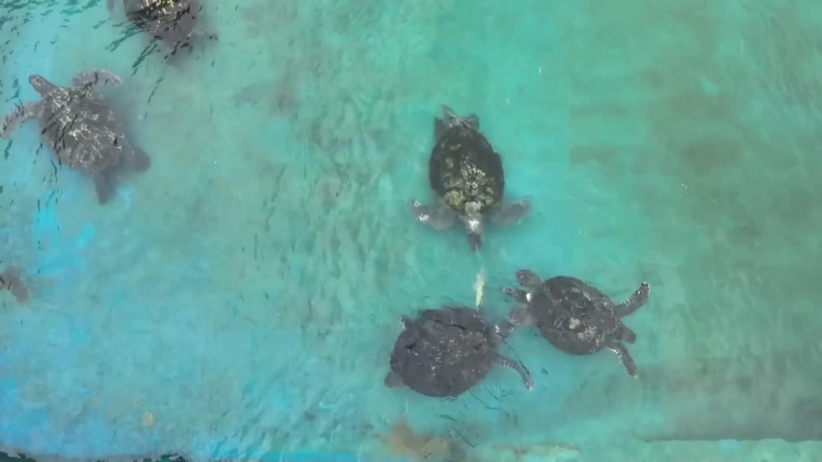 va crias de tortuga verde