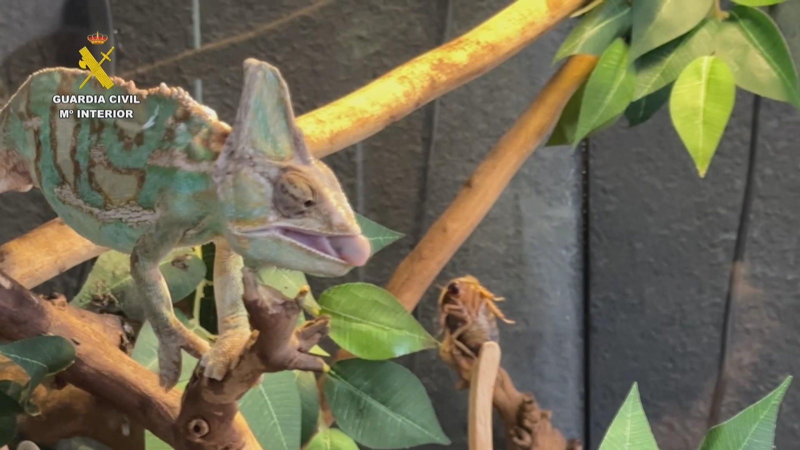 Intervenidos cerca de 500 animales exóticos protegidos en un falso refugio de Ávila