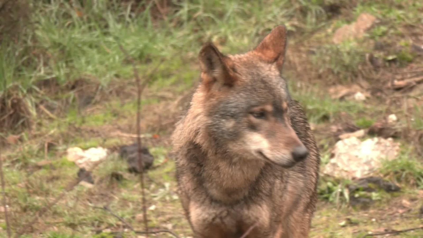 L002-EDI-ZAMORA LOBO CONTRA PESTE PORCINA