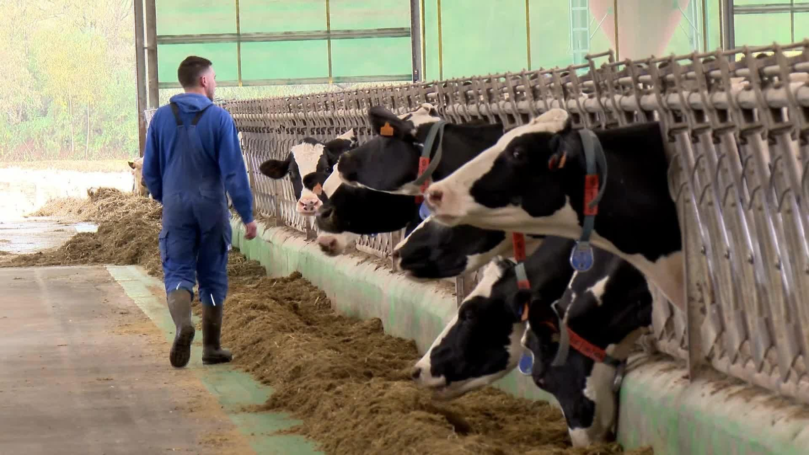 M061-VARIOS DERMATOSIS VACAS M061-VARIOS DERMATOSIS VACAS