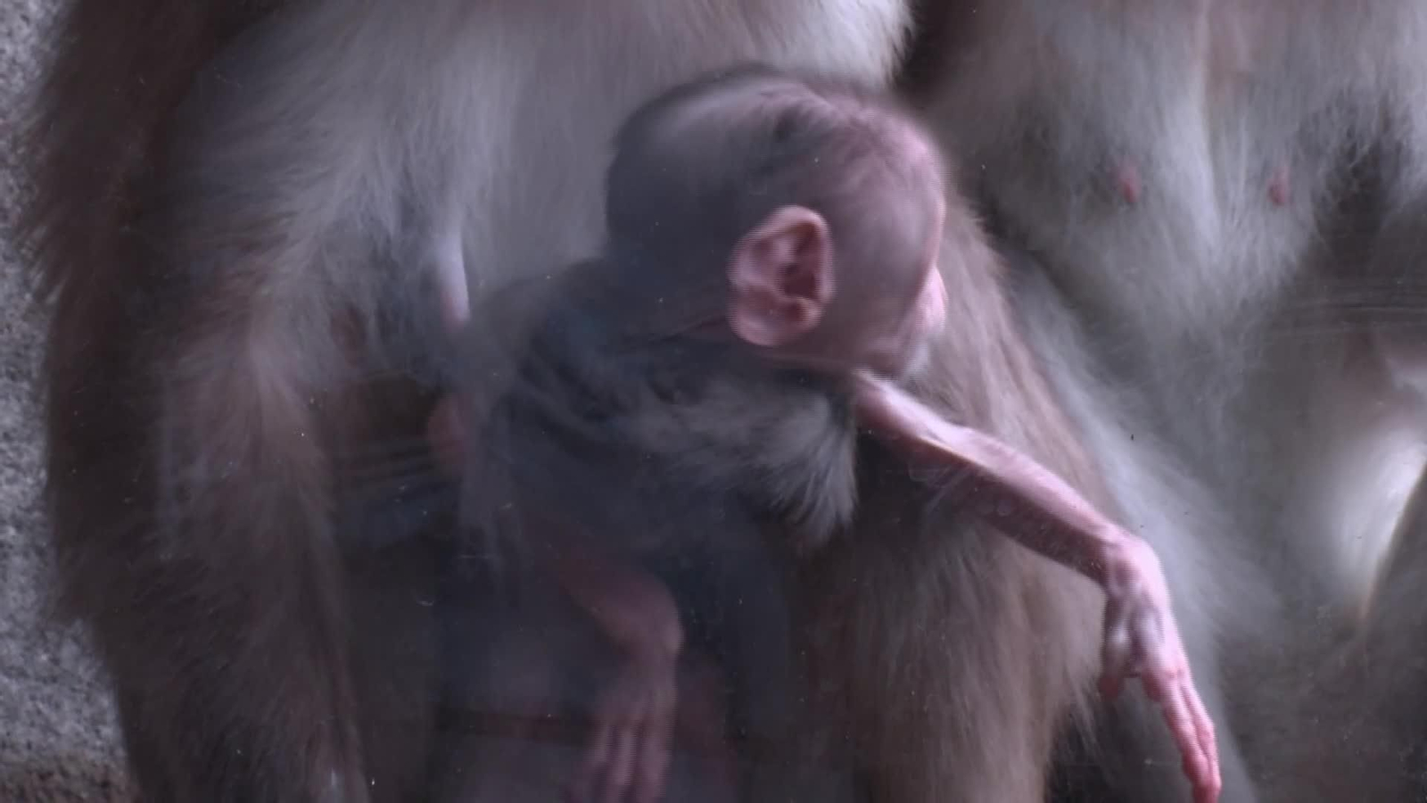 M066-VALENCIA PRIMATE BIOPARC COMUNICA CON PARPADOS