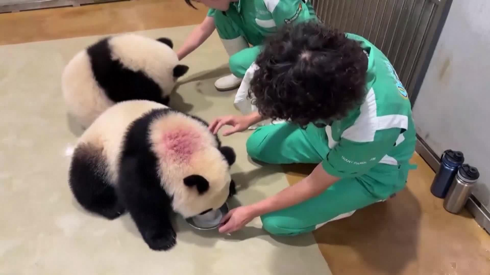 va pandas gemelos