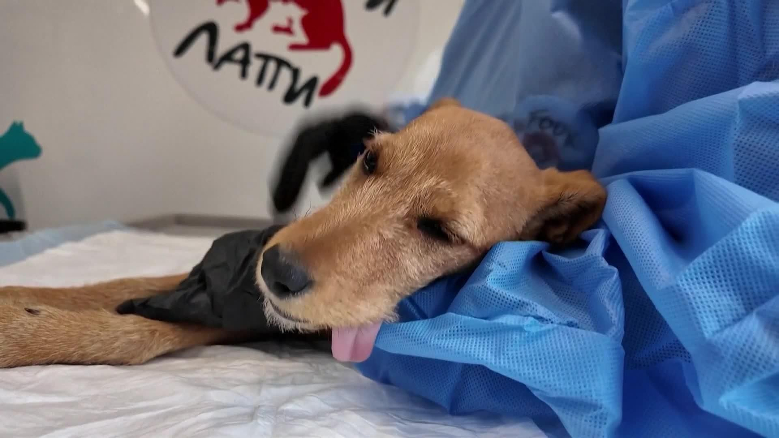 va kosovo campaña esterilizacion perros