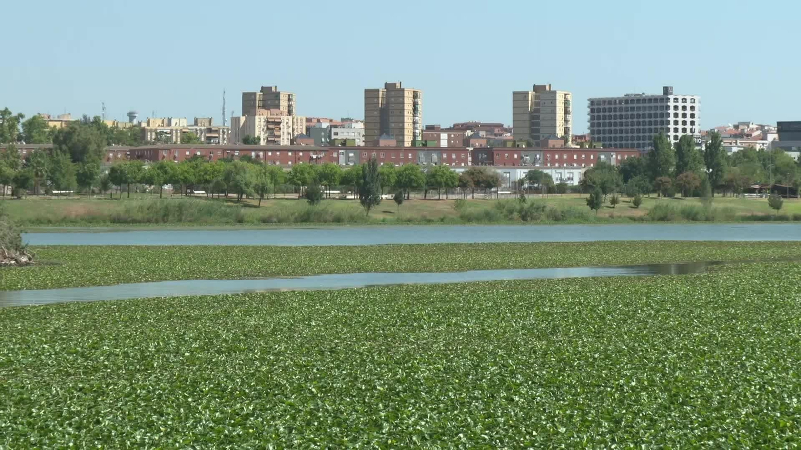 L008-EDI BADAJOZ NENUFAR INVASOR GUADIANA