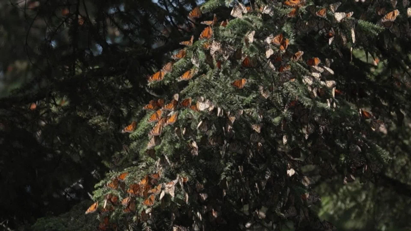 D004-MEXICO TEMPORADA MARIPOSAS MONARCA