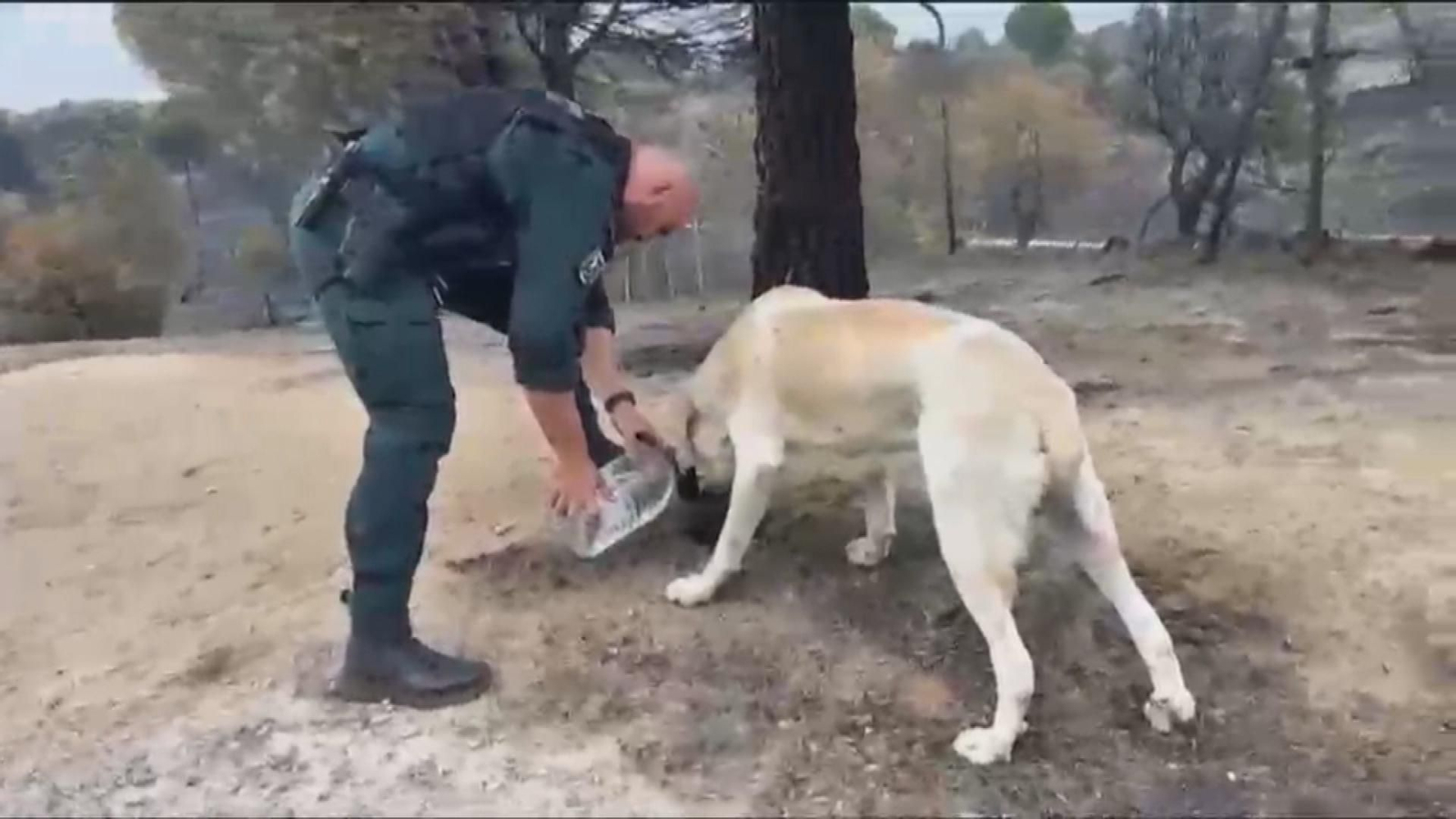 La Guardia Civil ayudando a distintos animales en las zonas afectadas por el fuego