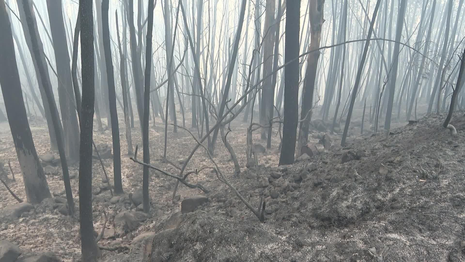 V032-LUGO INCENDIO PANTON