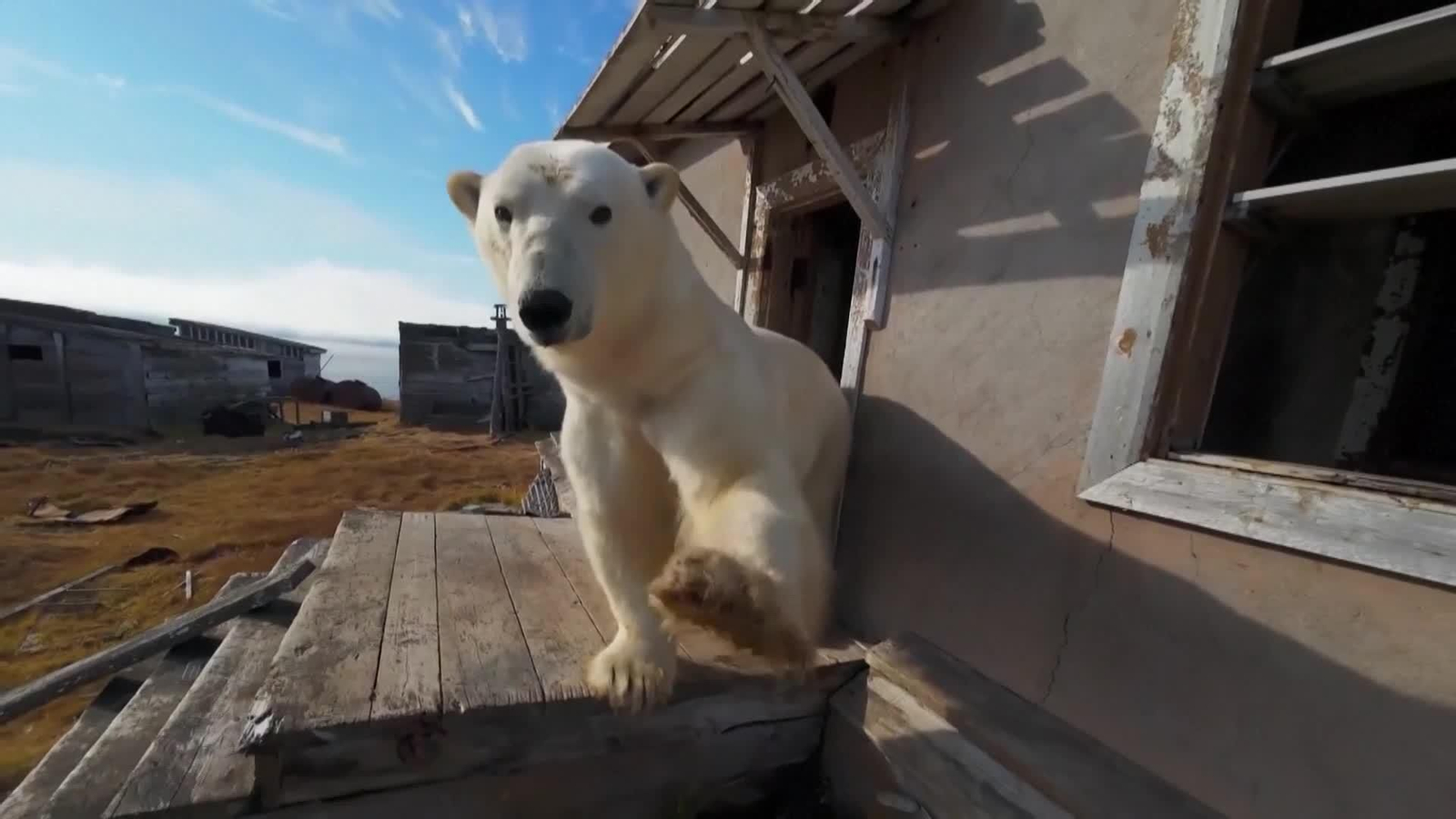 va rusia osos polares estacion va rusia osos polares estacion