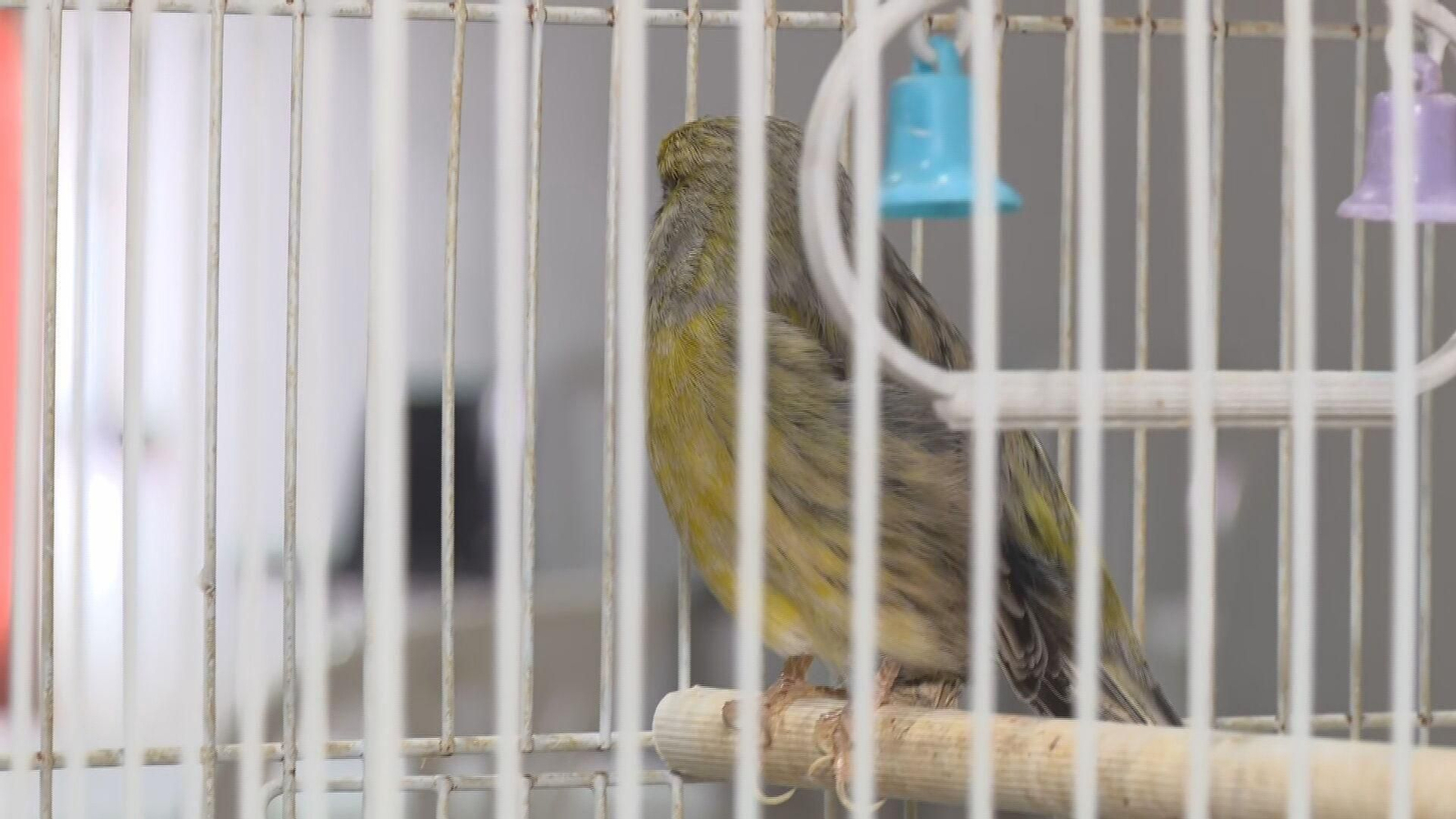 L069 EDI VARIOS ANIMALES RESCATADOS frame 1659