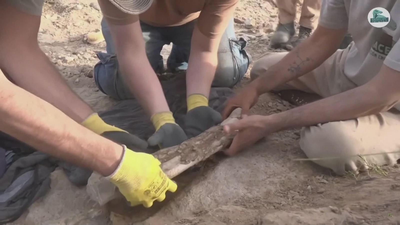 va fosil dinosaurio patagonia va fosil dinosaurio patagonia