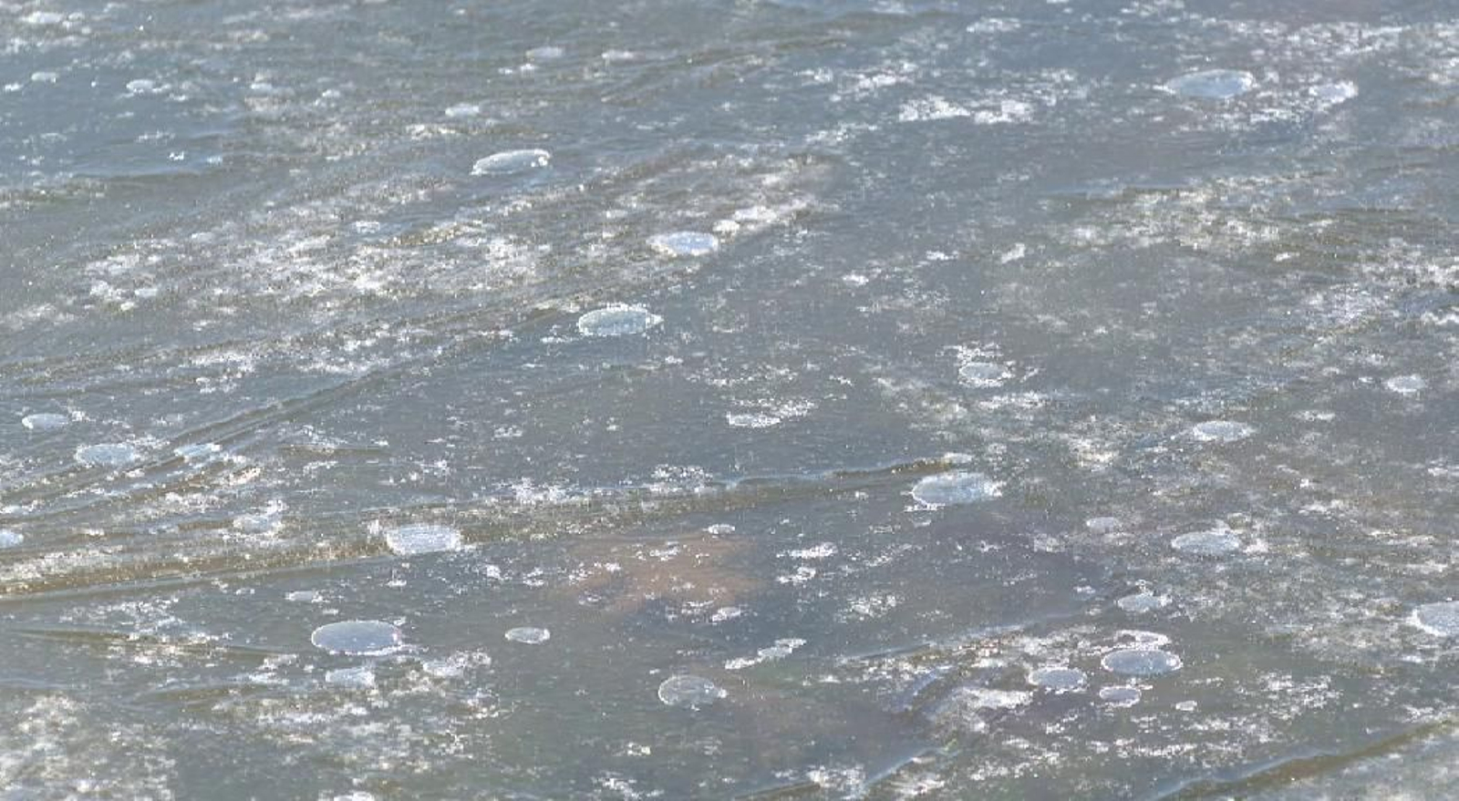 Imágenes del embalse segoviano del Pontón Alto completamente congelado Imágenes del embalse segoviano del Pontón Alto completamente congelado
