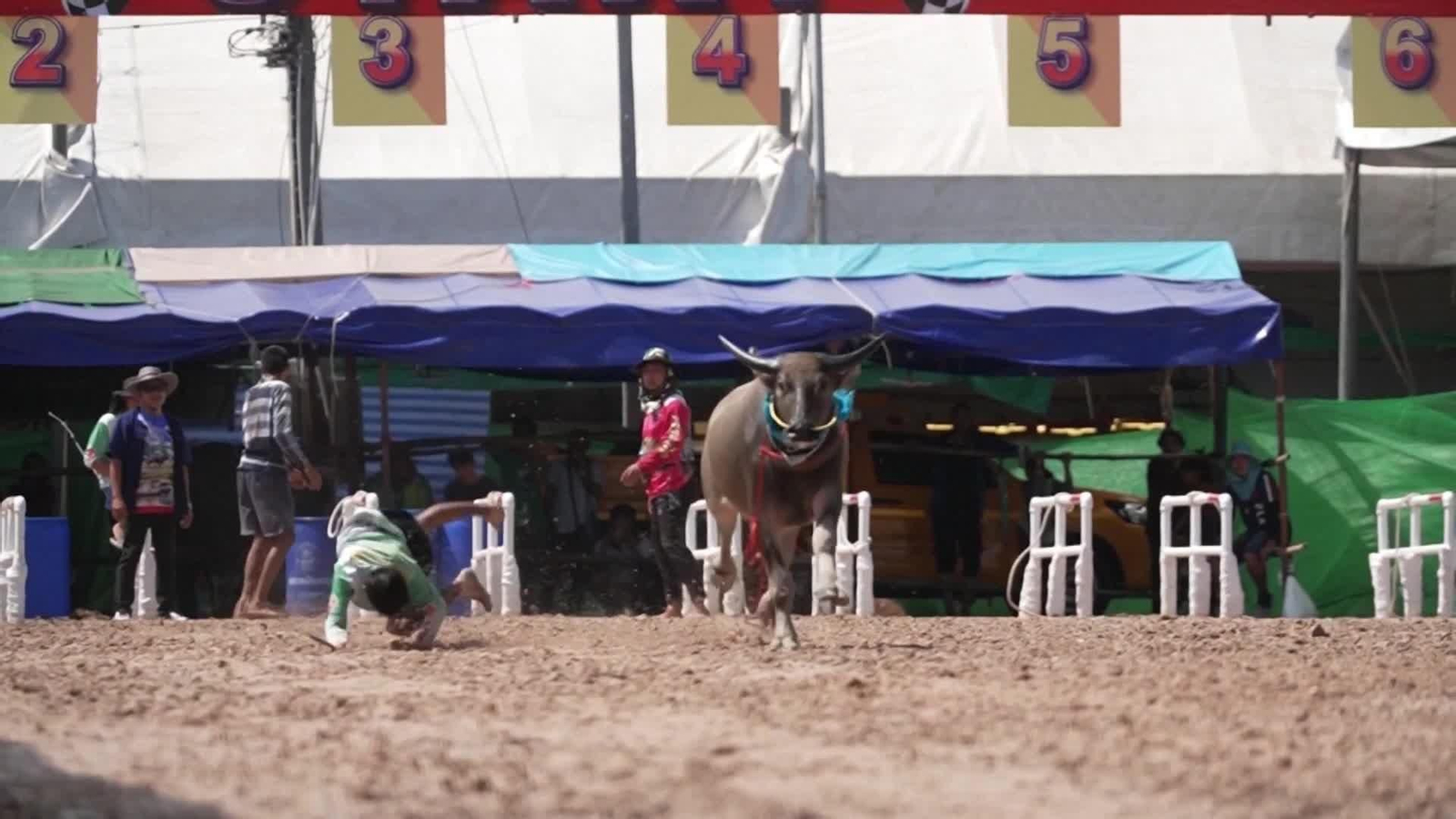 va tailandia espectacular carrera de búfalos