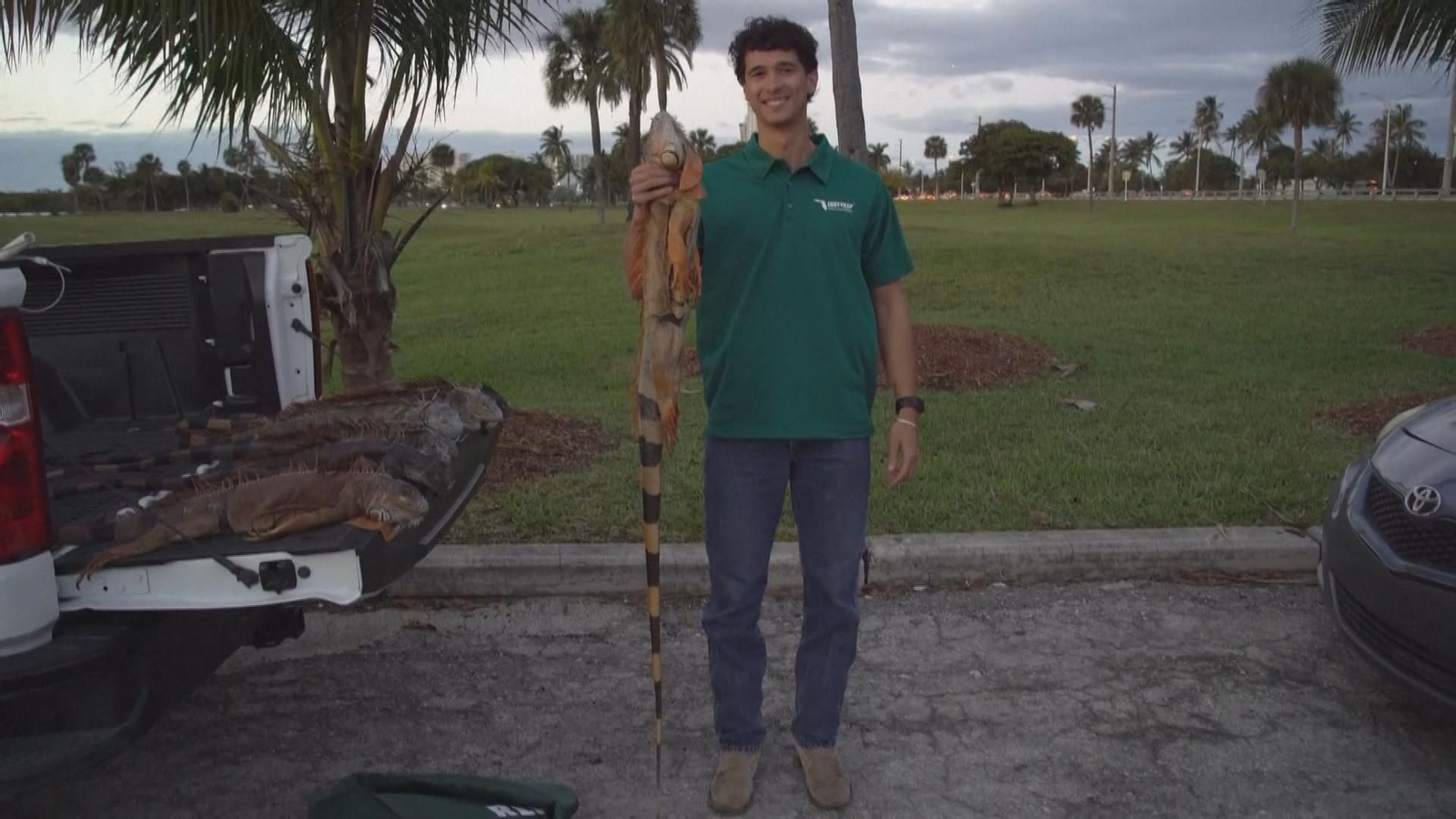 va iguanas paralizadas por frio en miami frame 1783