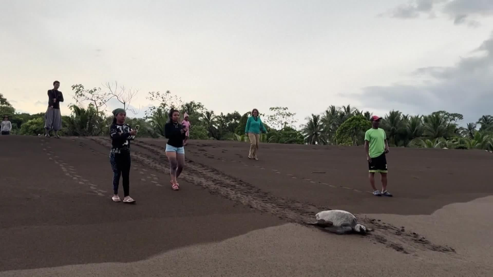 va tortugas panama