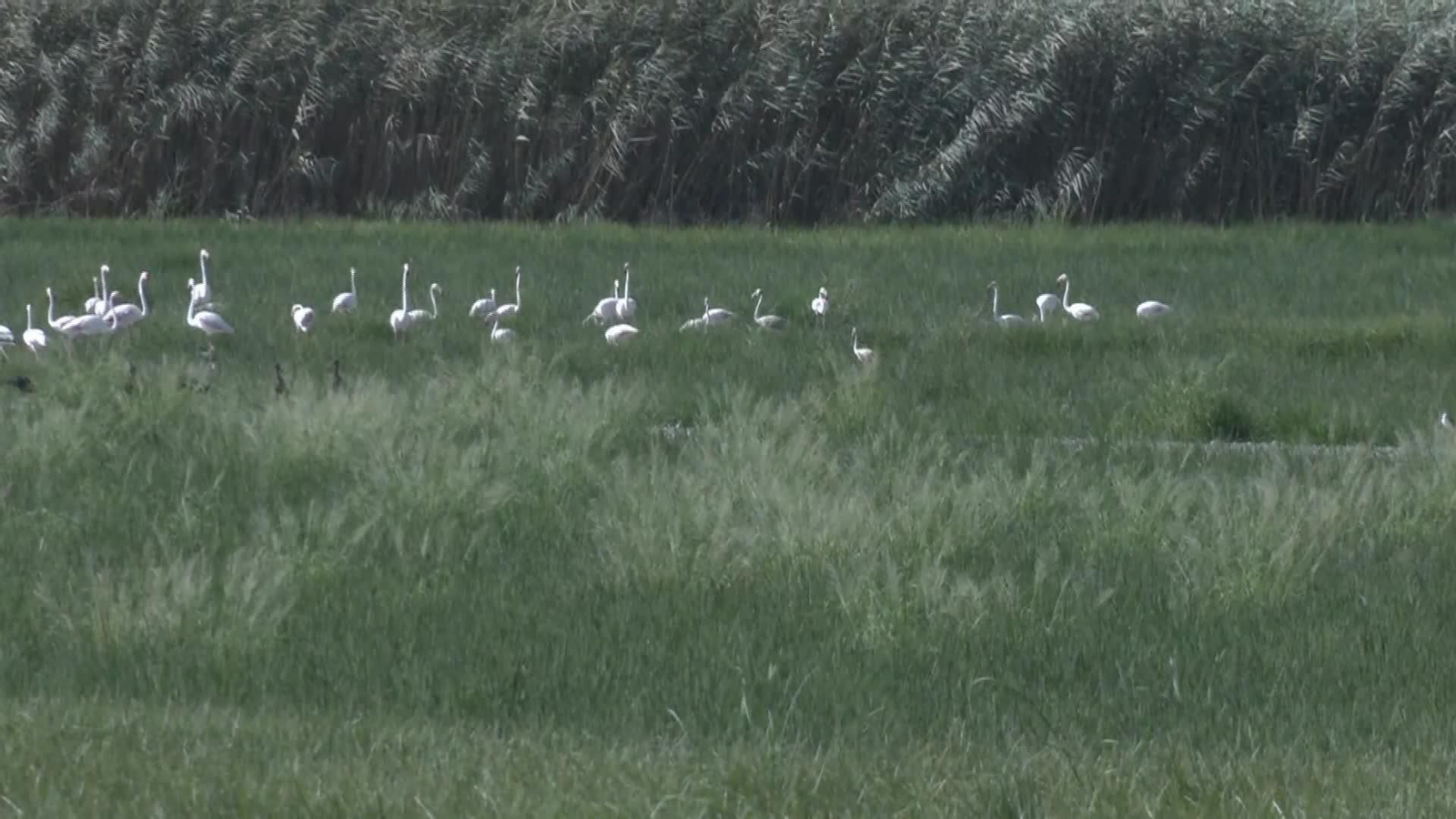 S015-SEVILLA DETECTADO CASO GRIPE AVIAR AZNALCAZAR