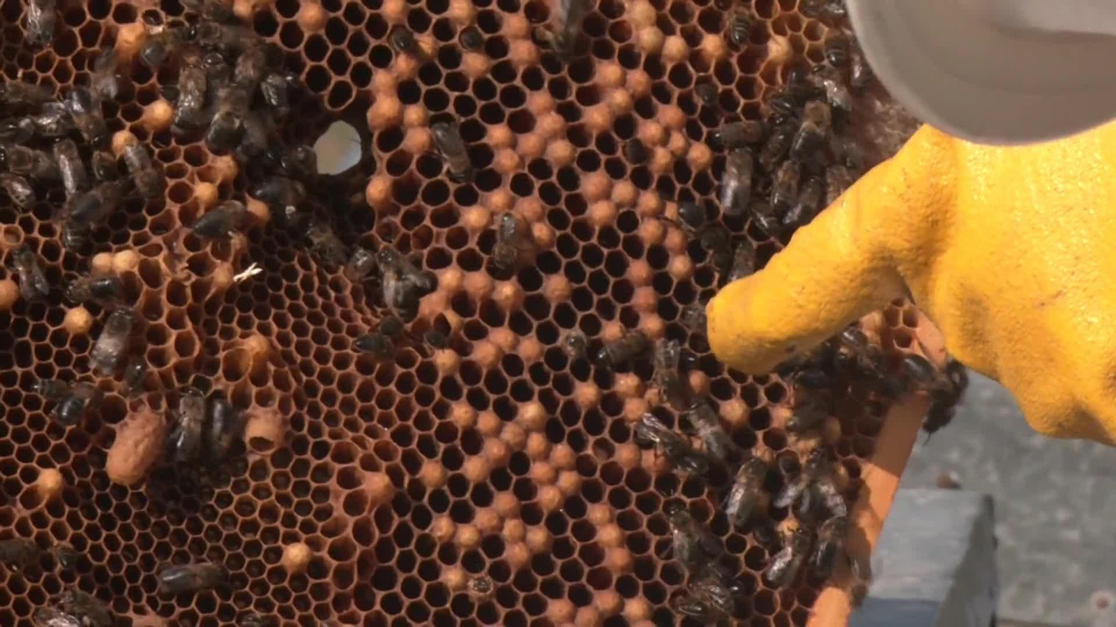 TRASHUMANCIA DE ABEJAS