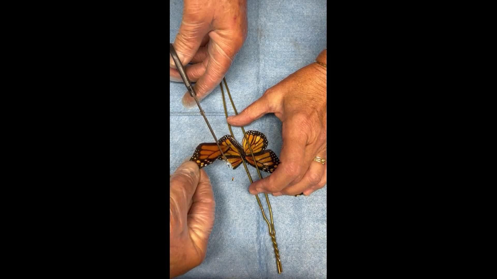 va trasplante mariposa