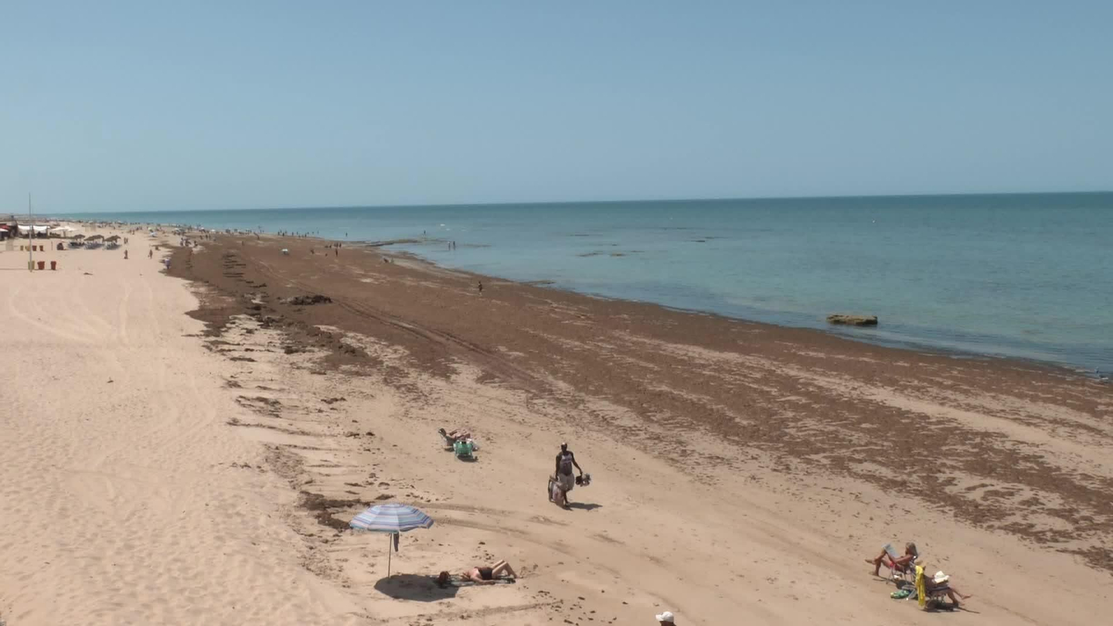 J033-CADIZ ALGAS INVASORAS PLAYAS