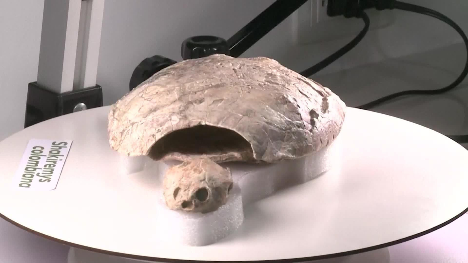 S003-COLOMBIA FOSIL TORTUGA