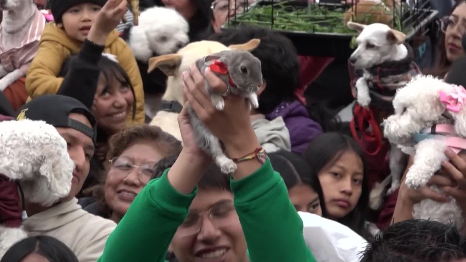 va ecuador mascotas