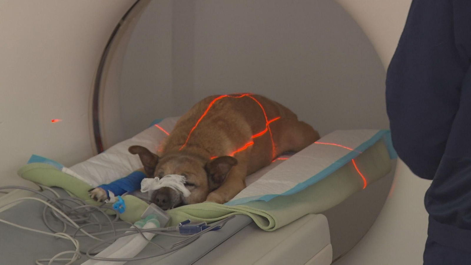 M044-BARCELONA REACCIONES PERMISO POR CUIDADO DE MASCOTAS