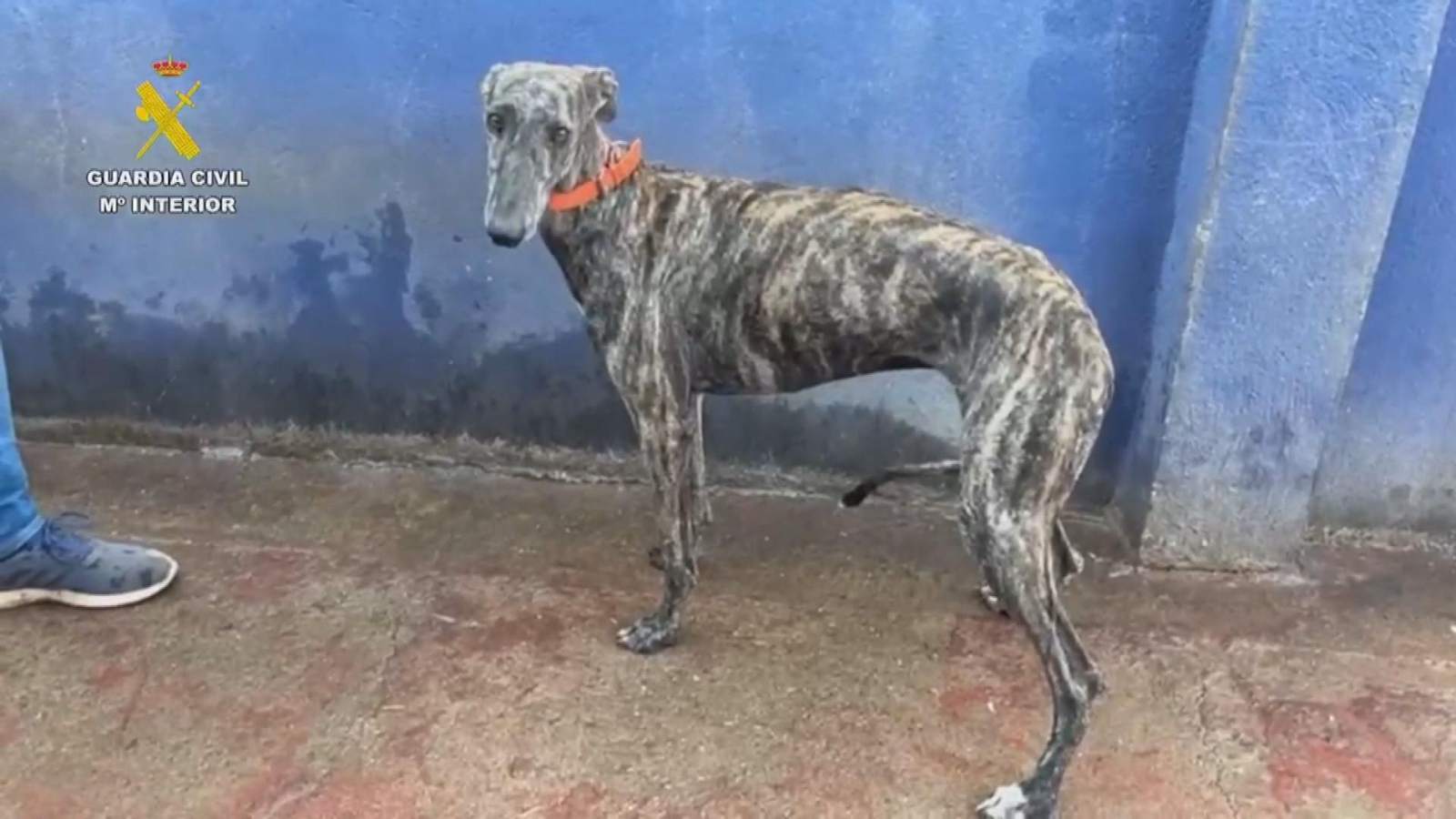 Galgos recuperados por la Guardia Civil