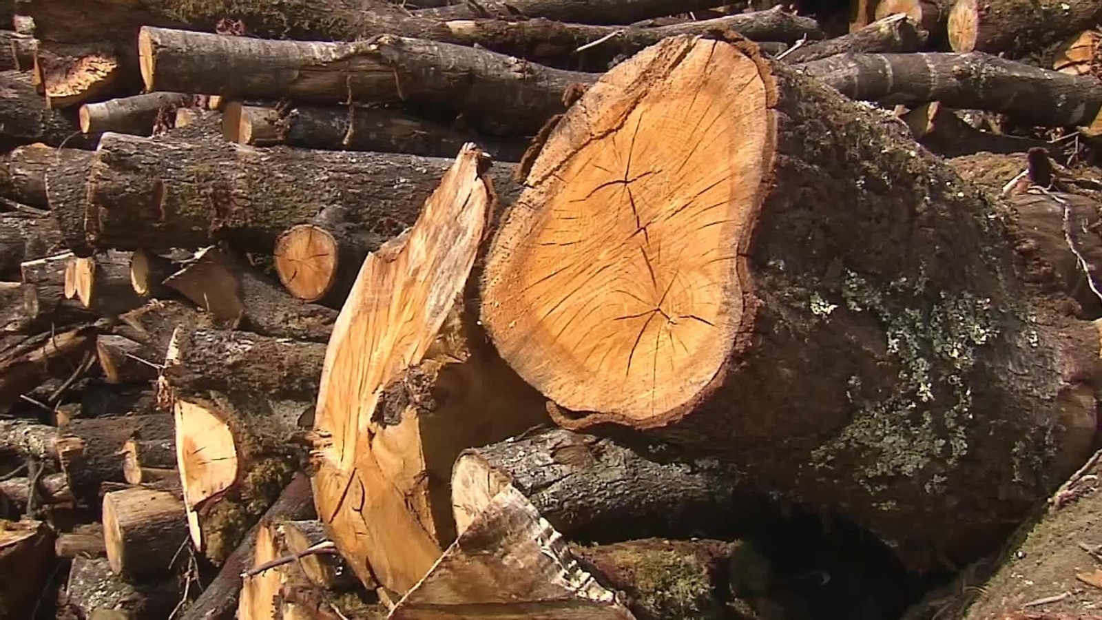 Aprovechar el monte podría producir menos incendios generando beneficios para sus pueblos