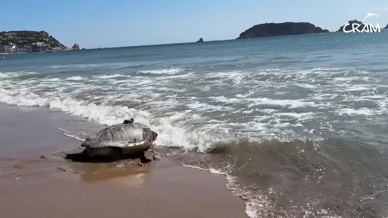 web record de tortugas