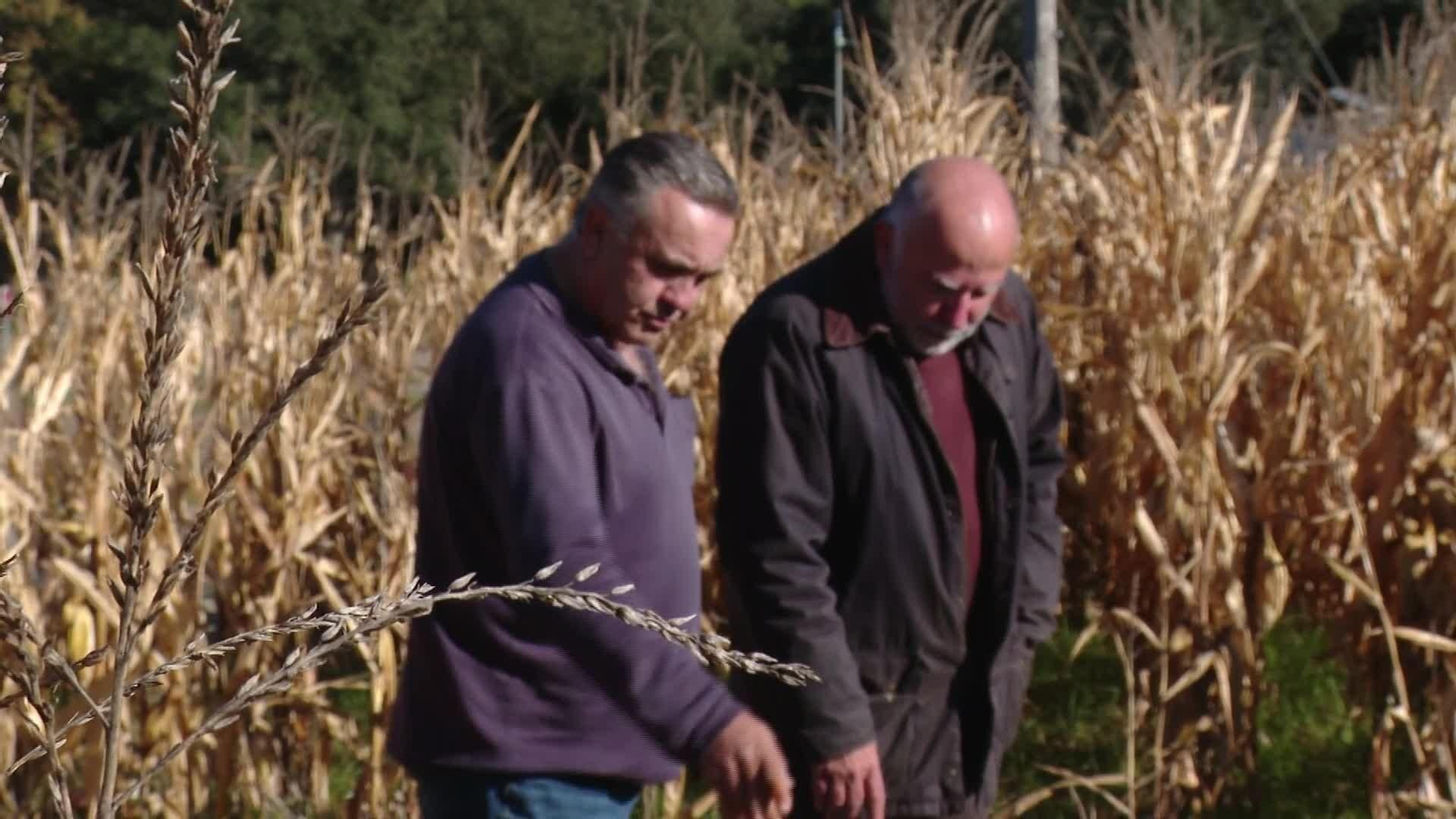 V026-VARIOS SEGUIMIENTO PESTE PORCINA CAZADORES