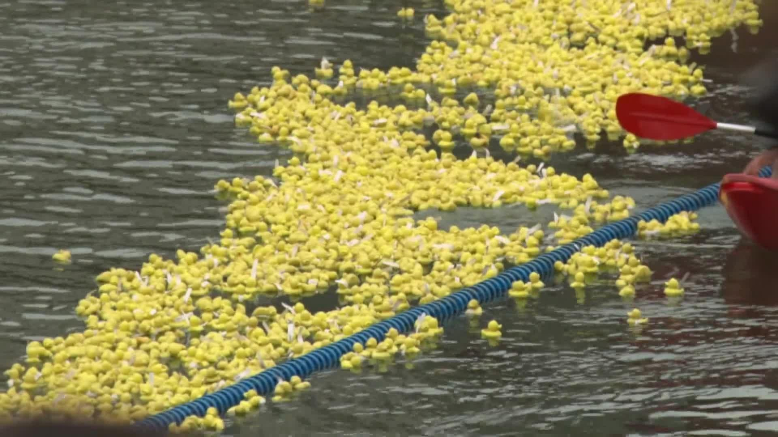 va suelta patos bilbao