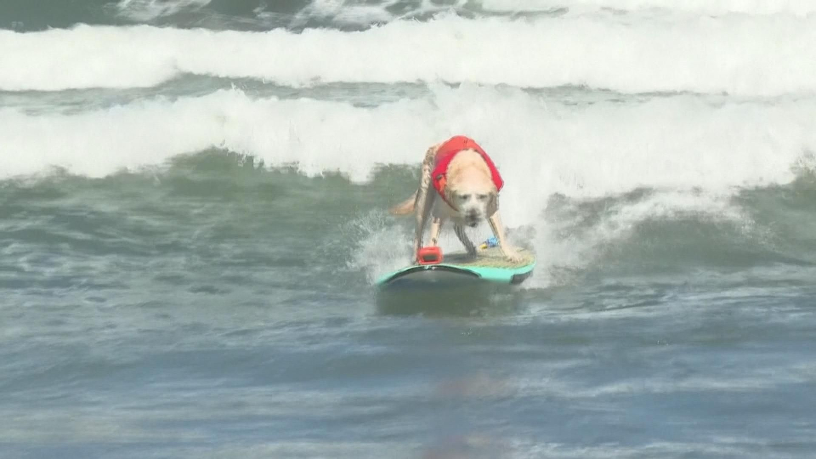surf california perros