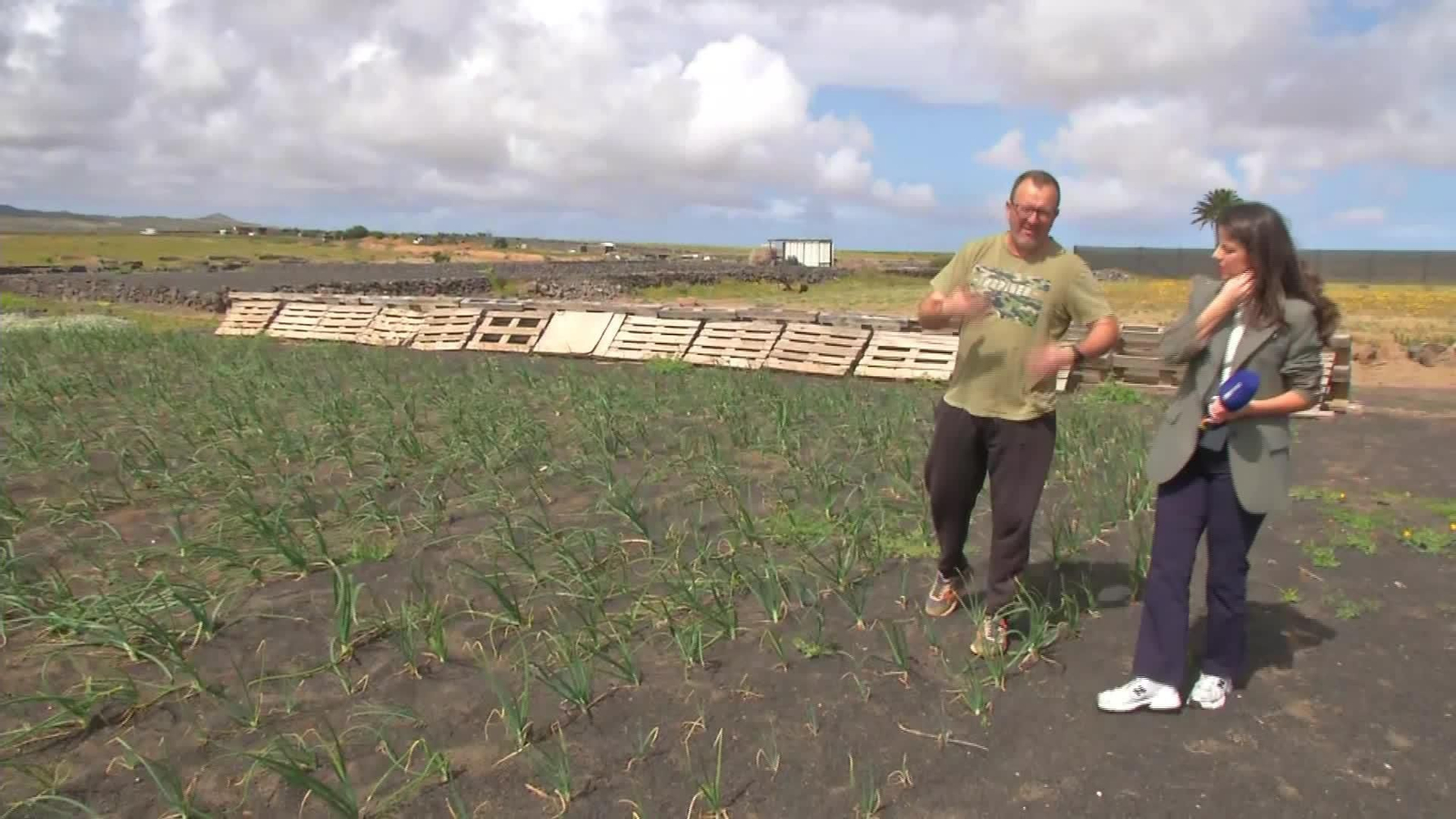 X044-LANZAROTE PLAGA LANGOSTAS CALIMA