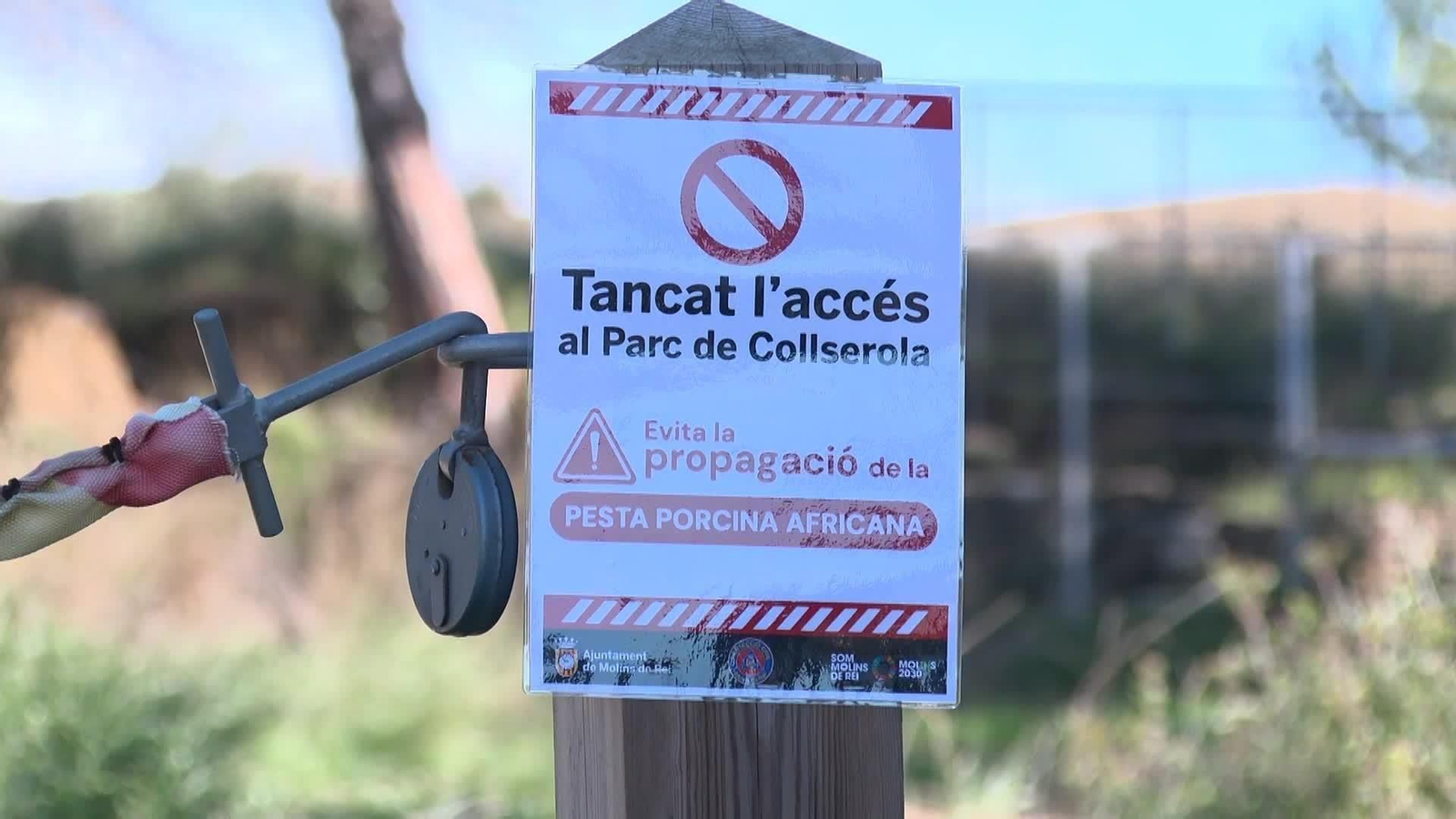 S022-BARCELONA JABALIES PESTE PORCINA MOLINS DE REI