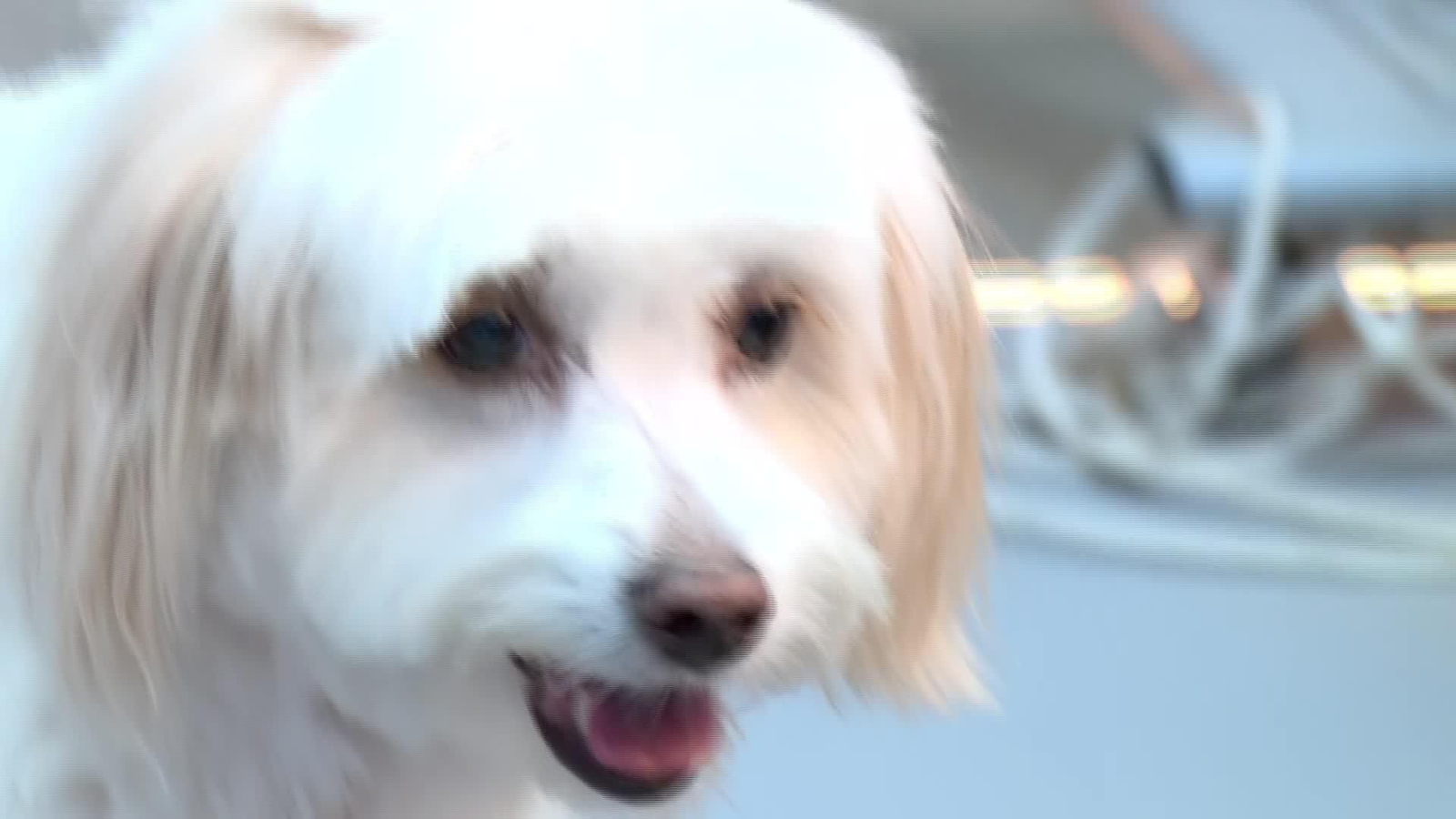 V003-EDI BARCELONA FOTOGRAFO DE PERROS VIRAL