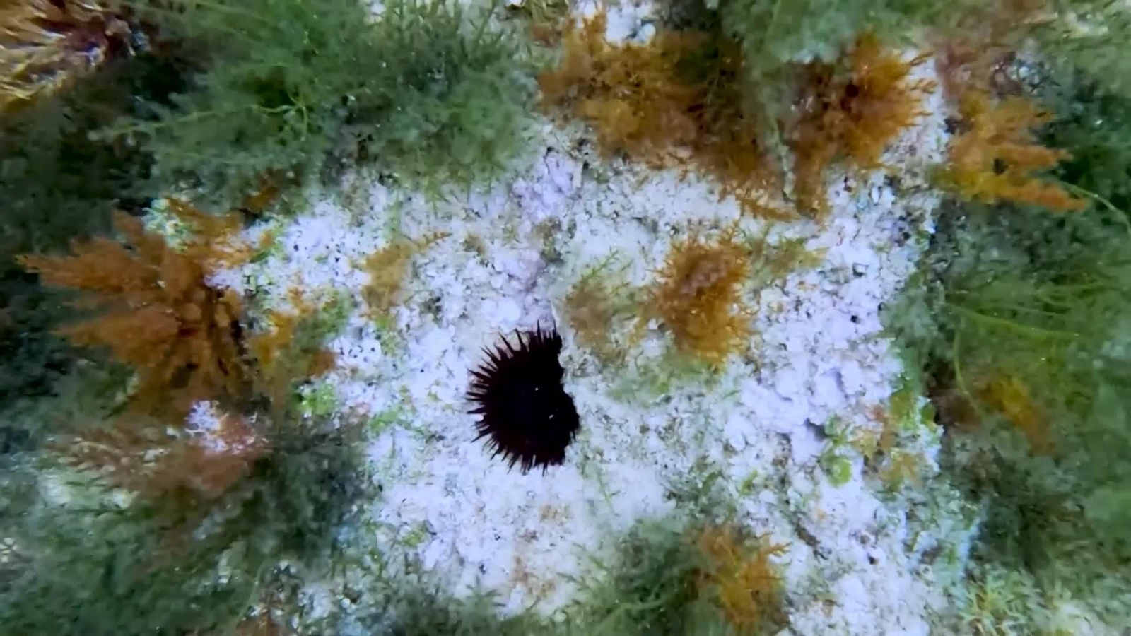 web repoblacion erizo