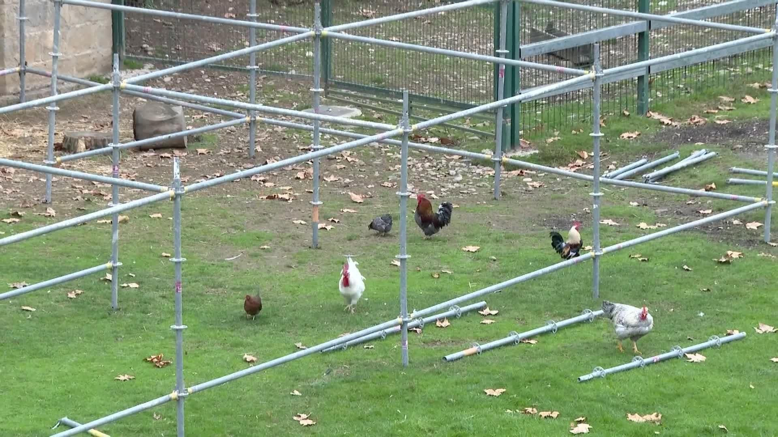 web jaulas en la taconera