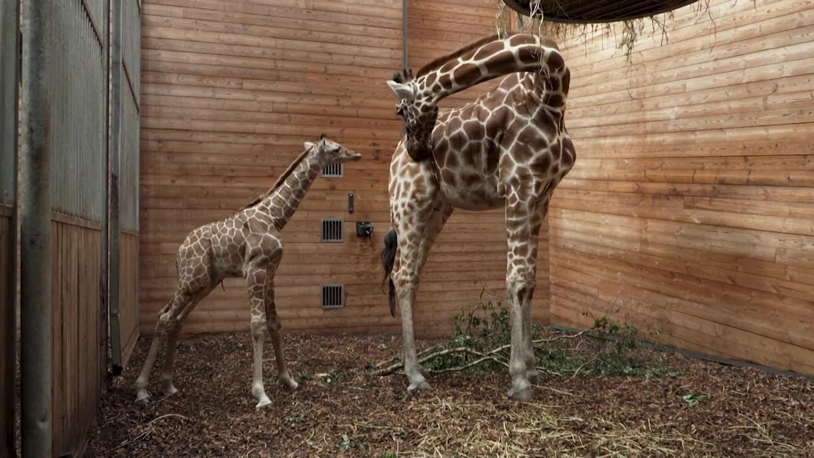 va dinamarca bebe jirafa