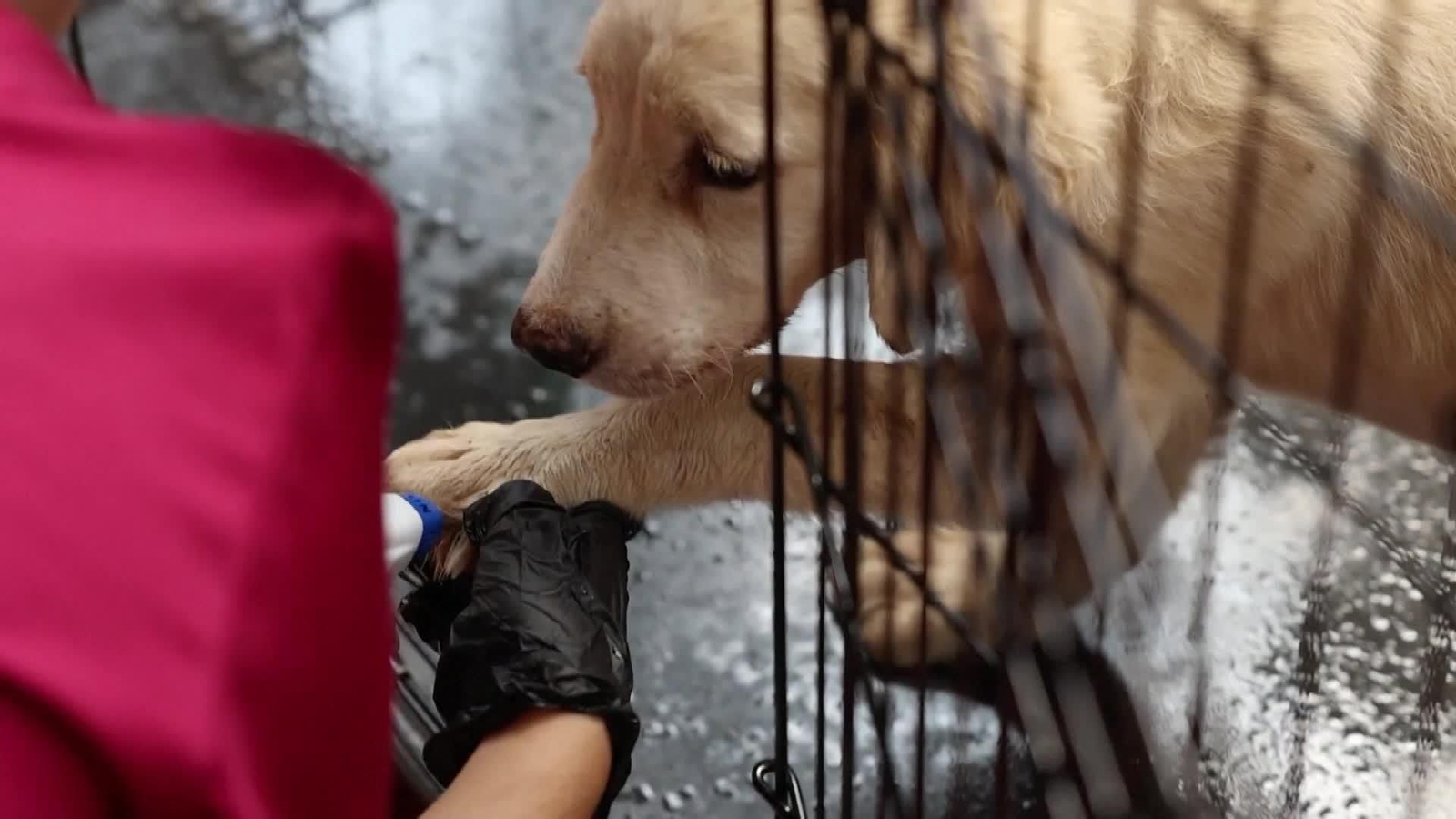 M060-GRECIA RESCATE ANIMALES INCENDIOS