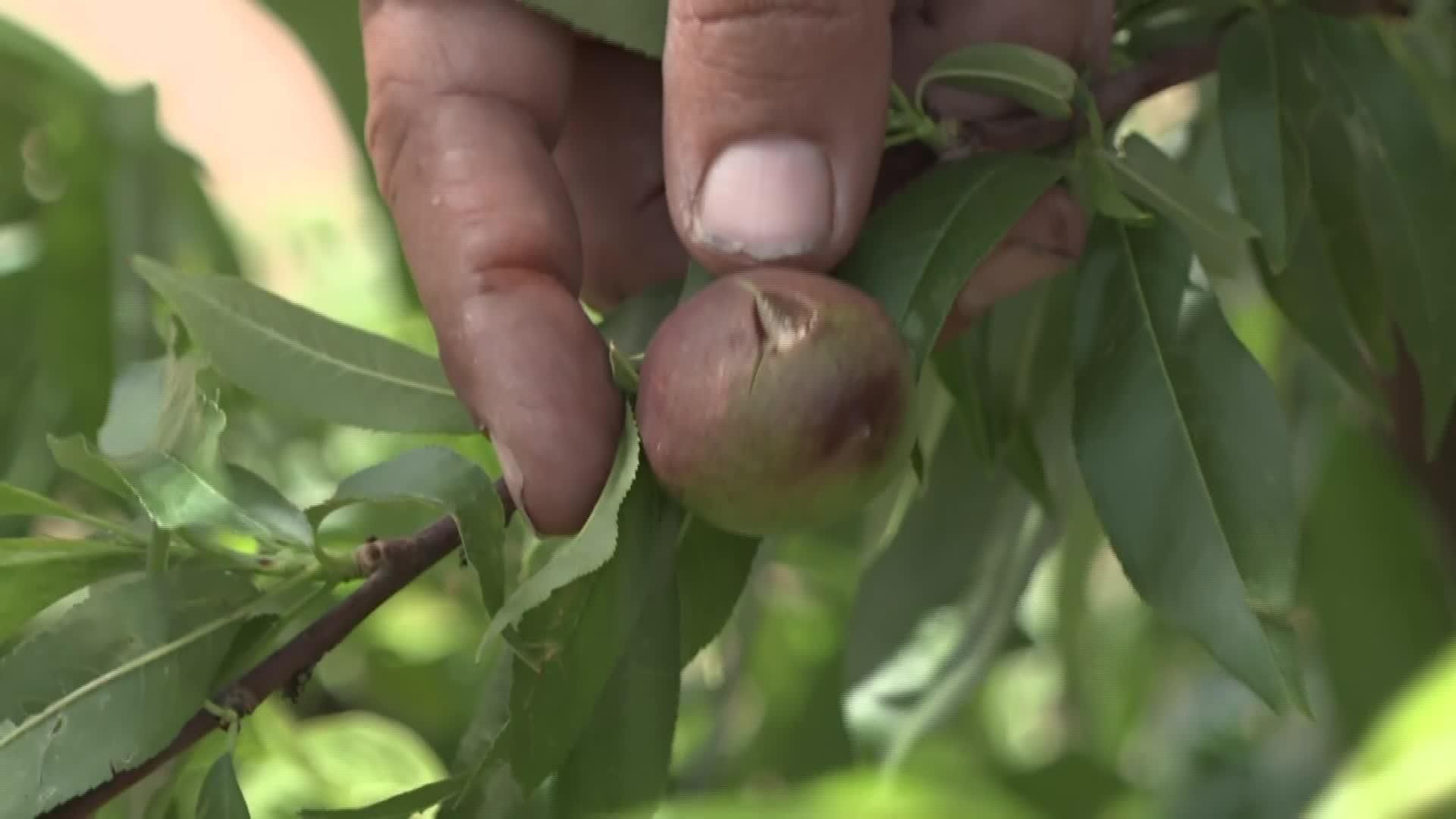 V021-LLEIDA DESTROZOS FRUTALES